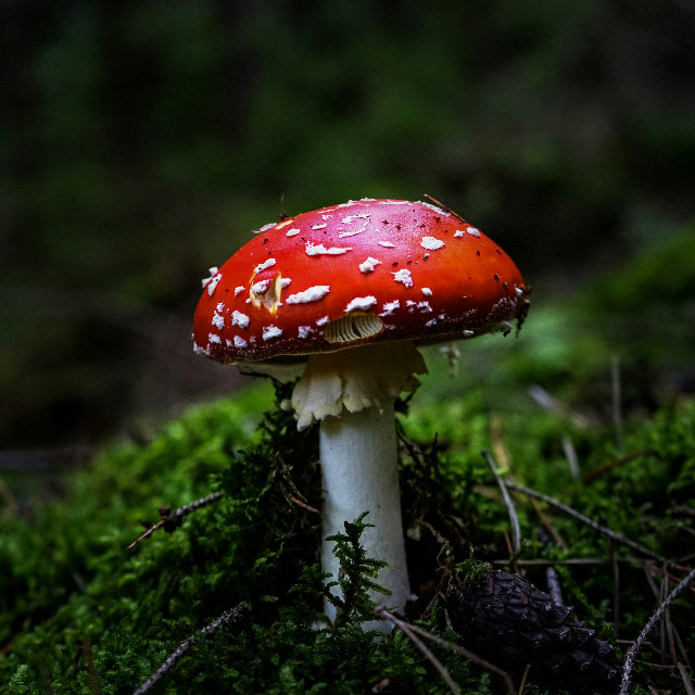 Zoom,in,on,the,tiny,wonders,around,you!,Capture,close-up,shots,that,reveal,textures,,patterns,,and,details,often,missed,by,the,naked,eye.,From,droplets,and,insects,to,everyday,objects,—,show,the,beauty,in,the,small,things.